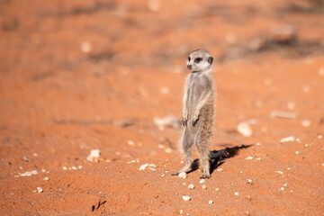 A meerkat stands tall on its hind legs, scanning the vast Kalahari with watchful eyes. Its tiny...