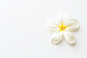 Fototapeta premium Single white plumeria flower with a yellow center on a minimalist white background.