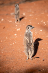 A meerkat stands tall on its hind legs, scanning the vast Kalahari with watchful eyes. Its tiny...