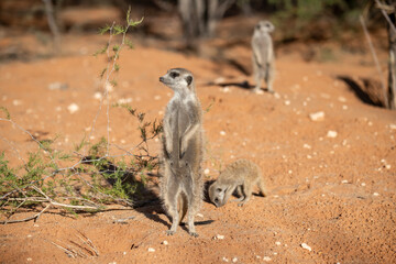 A meerkat stands tall on its hind legs, scanning the vast Kalahari with watchful eyes. Its tiny...