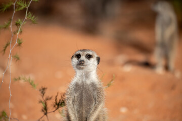 A meerkat stands tall on its hind legs, scanning the vast Kalahari with watchful eyes. Its tiny...