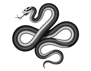 Obraz premium Intricate Black and White Snake Illustration
