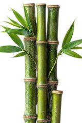 Fototapeta premium Natural bamboo section with green surface on transparent background, perfect for Asian-inspired wellness centers and traditional healing spaces 
