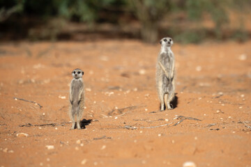 A meerkat stands tall on its hind legs, scanning the vast Kalahari with watchful eyes. Its tiny...
