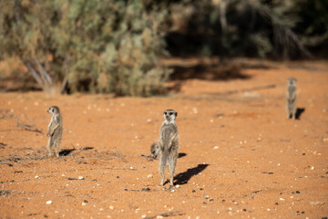 A meerkat stands tall on its hind legs, scanning the vast Kalahari with watchful eyes. Its tiny...