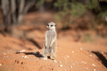 A meerkat stands tall on its hind legs, scanning the vast Kalahari with watchful eyes. Its tiny...