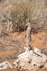 A meerkat stands tall on its hind legs, scanning the vast Kalahari with watchful eyes. Its tiny silhouette against the endless desert tells a story of survivalAnimal of africa