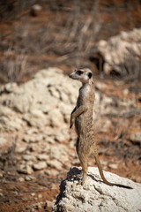 A meerkat stands tall on its hind legs, scanning the vast Kalahari with watchful eyes. Its tiny...