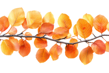  Golden aspen branch with delicate autumn leaves on transparent background, perfect for forest photography and woodland ecosystem education 