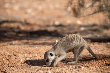 A meerkat stands tall on its hind legs, scanning the vast Kalahari with watchful eyes. Its tiny silhouette against the endless desert tells a story of survivalAnimal of africa
