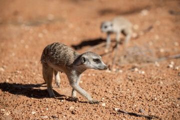 A meerkat stands tall on its hind legs, scanning the vast Kalahari with watchful eyes. Its tiny...