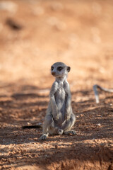 A meerkat stands tall on its hind legs, scanning the vast Kalahari with watchful eyes. Its tiny silhouette against the endless desert tells a story of survivalAnimal of africa