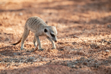A meerkat stands tall on its hind legs, scanning the vast Kalahari with watchful eyes. Its tiny...