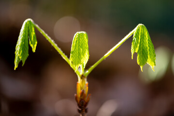 Leaves of a chestnut tree unfurl in spring. Fresh green translucent veins and structures in the backlight of the April sun in the Sauerland. Macro shot with selective focus and blurred background.