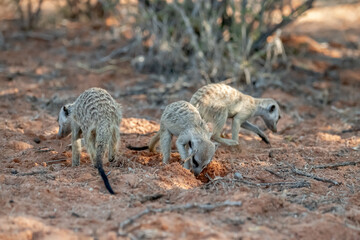A meerkat stands tall on its hind legs, scanning the vast Kalahari with watchful eyes. Its tiny...