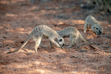 A meerkat stands tall on its hind legs, scanning the vast Kalahari with watchful eyes. Its tiny...