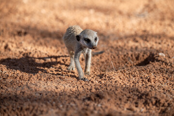 A meerkat stands tall on its hind legs, scanning the vast Kalahari with watchful eyes. Its tiny...