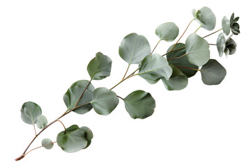  Elegant eucalyptus branch with silver-green leaves on transparent background, perfect for natural wedding decor and botanical event styling 