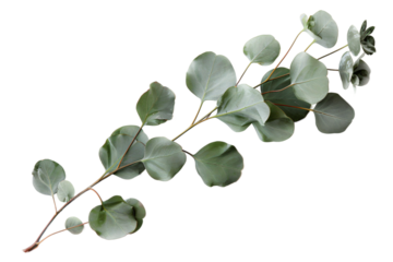  Elegant eucalyptus branch with silver-green leaves on transparent background, perfect for natural wedding decor and botanical event styling 