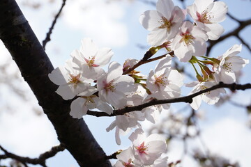 桜の花
