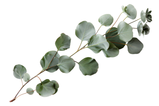  Elegant eucalyptus branch with silver-green leaves on transparent background, perfect for natural wedding decor and botanical event styling 