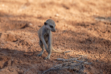A meerkat stands tall on its hind legs, scanning the vast Kalahari with watchful eyes. Its tiny...