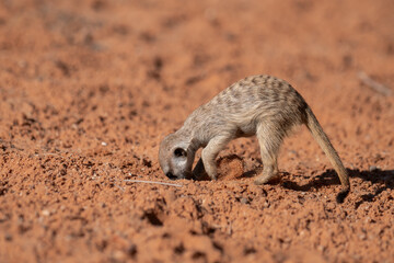 A meerkat stands tall on its hind legs, scanning the vast Kalahari with watchful eyes. Its tiny...