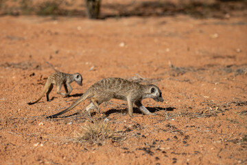 A meerkat stands tall on its hind legs, scanning the vast Kalahari with watchful eyes. Its tiny silhouette against the endless desert tells a story of survivalAnimal of africa