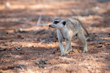A meerkat stands tall on its hind legs, scanning the vast Kalahari with watchful eyes. Its tiny...