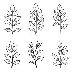 Fototapeta premium Boxwood Leaf Vector Line Art for Elegant Design