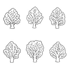 Cauliflower Leaf Vector Line Art Simple Organic Design