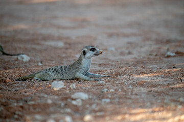 A meerkat stands tall on its hind legs, scanning the vast Kalahari with watchful eyes. Its tiny silhouette against the endless desert tells a story of survivalAnimal of africa