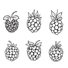 Creative Blackberry Vector Line Art for Graphics