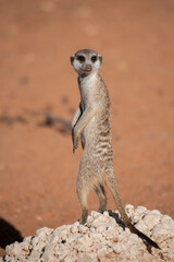 A meerkat stands tall on its hind legs, scanning the vast Kalahari with watchful eyes. Its tiny...