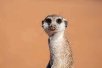 Fototapeta premium A meerkat stands tall on its hind legs, scanning the vast Kalahari with watchful eyes. Its tiny silhouette against the endless desert tells a story of survivalAnimal of africa