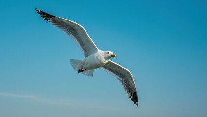 Obraz premium Seagull soaring freely, its wings outstretched against a serene blue sky.