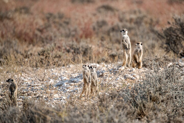A meerkat stands tall on its hind legs, scanning the vast Kalahari with watchful eyes. Its tiny...