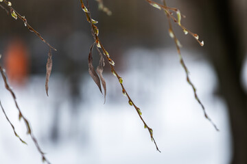 Fototapeta premium budding buds on a tree branch in early spring 