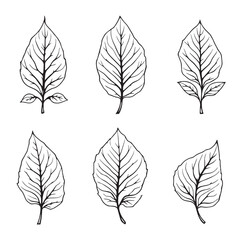 Obraz premium Elegant Basil Thai Leaf Vector Line Art Design