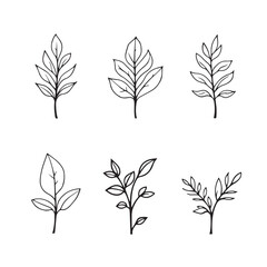 Elegant Calathea Leaf Vector Line Art Design