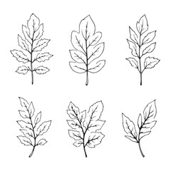 Elegant Camphor Leaf Vector Line Art Design