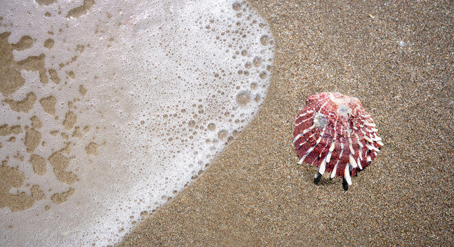 Close-up rare seashell called Spondylus Variegatus on the beach