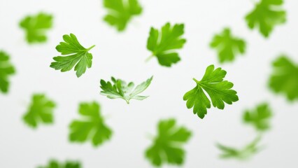 Floating fresh green parsley leaves on a white background, healthy and fresh.