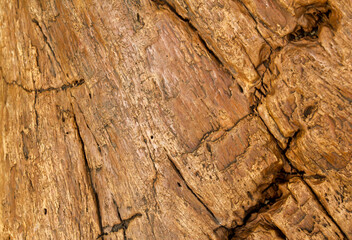 old wood texture