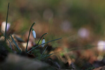 fiori di bucaneve nel bosco