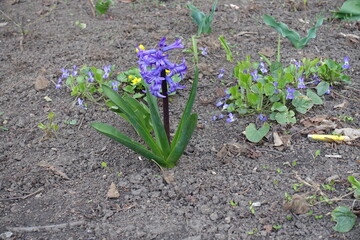Purplish blue flowers of hyacinth in April