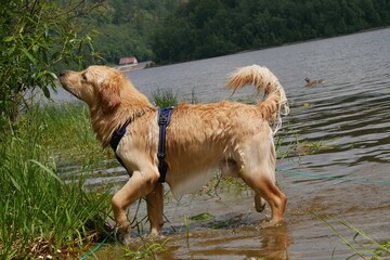 Wet golden retriever stands by the edge of a lake, sniffing some leaves on a branch, wearing a blue harness and a green leash.