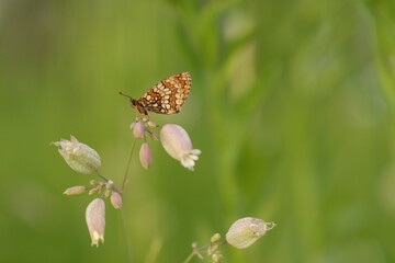 una farfalla melitaea al tramonto