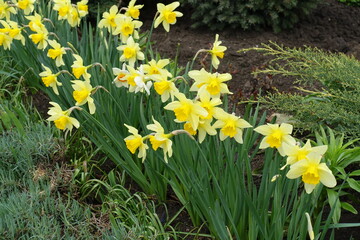 Many yellow and orange flowers of daffodils in April