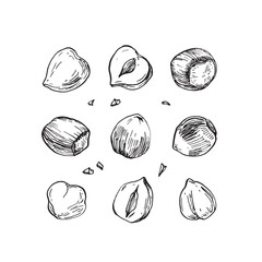 Hazelnuts collection of hand drawn ink vector illustrations. Whole and cut hazelnut kernels and nuts in shell. Set of objects for label design